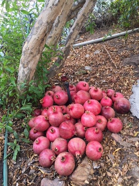 Pomegranate harvest Photo by: The Author