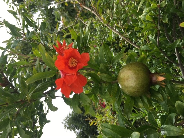 Flowers and young fruit on a Pomegranate Tree Photo By: Author 2019