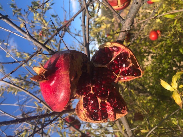 Pomegranate Split /Perqeya Photo by: Author 2019