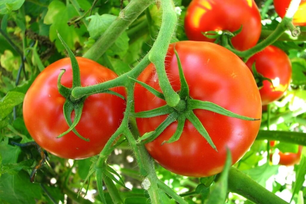 زراعة طماطم
