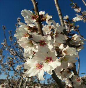 Almond tree in blossom photo by: Francis K. Khosho