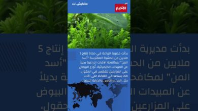 سوريا تنتج 5 ملايين من “أسد المن”  #اكسبلور