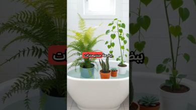 نصائح للحفاظ على النباتات أثناء السفر