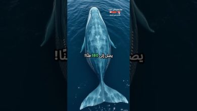 أسرار أعماق المحيطات التي لا تصدق… المعلومة الأخيرة ستدهشك أسرار أعماق المحيطات التي لا تصدق… المعلومة الأخيرة ستدهشك