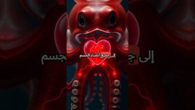 ثلاثة قلوب في كائن واحد ثلاثة قلوب في كائن واحد