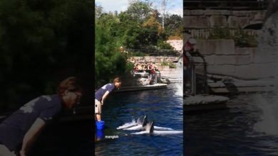 #shortvideo #dolphin #Show #اكسبلور #دولفين #عرض #travel #trending #shortvideo #dolphin #Show #اكسبلور #دولفين #عرض #travel #trending