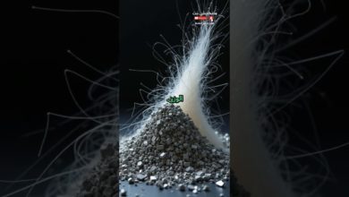 ليس الفولاذ! أقوى مادة طبيعية في العالم ستدهشك ليس الفولاذ! أقوى مادة طبيعية في العالم ستدهشك