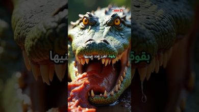 لماذا تبكي التماسيح دموعًا؟ لماذا تبكي التماسيح دموعًا؟