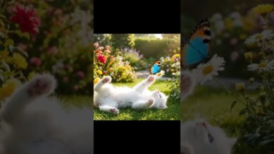 The Cutest White Kitten Playing with a Butterfly #shots #explore #cat #butterfly The Cutest White Kitten Playing with a Butterfly #shots #explore #cat #butterfly
