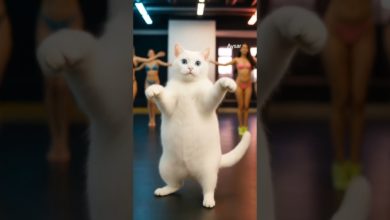 #cat #cutecat #dance #shortvideo #animals #shorts #cat #cutecat #dance #shortvideo #animals #shorts