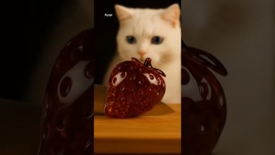#CuteCat #GlassStrawberry #CatReaction #shorts #explore #CuteCat #GlassStrawberry #CatReaction #shorts #explore