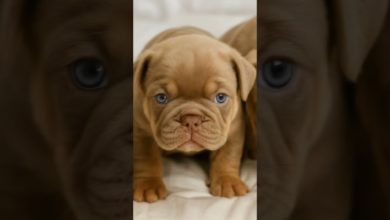 #dog #dogshorts #shots #cutedog #dog #dogshorts #shots #cutedog