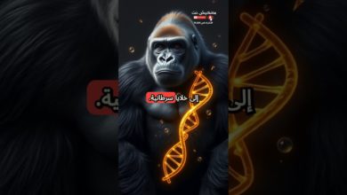 لماذا لا تصاب الغوريلا بالسرطان؟ الحقيقة ستصدمك لماذا لا تصاب الغوريلا بالسرطان؟ الحقيقة ستصدمك