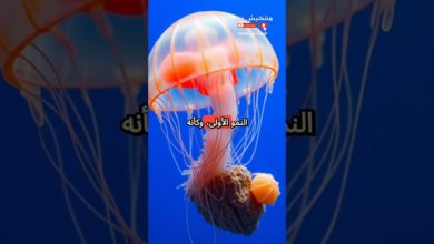 هذا الحيوان لا يشيخ أبدًا… هل هو خالد هذا الحيوان لا يشيخ أبدًا… هل هو خالد