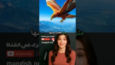 6 معلومات عن الحيوانات لن تصدقها! #reels #هل_تعلم #معلومات_عن_الحيوانات 6 معلومات عن الحيوانات لن تصدقها! #reels #هل_تعلم #معلومات_عن_الحيوانات