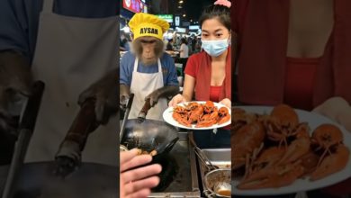 قرد يرتدي زي الطهاة يسرق الأضواء قرد يرتدي زي الطهاة يسرق الأضواء