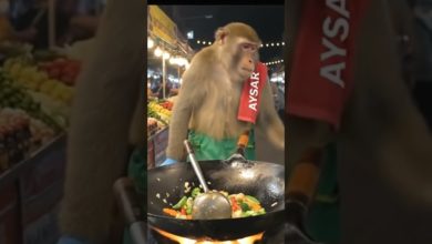 لقطة مذهلة… قرد يطهّي الخضار ويقدّم الطبق بكل ثقة! لقطة مذهلة… قرد يطهّي الخضار ويقدّم الطبق بكل ثقة!
