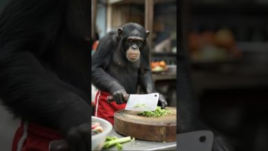 شيف #الشمبانزي يقطع الخضار… ثم يبتسم وكأنه أنهى التحضير! شيف #الشمبانزي يقطع الخضار… ثم يبتسم وكأنه أنهى التحضير!