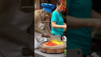 Monkey chef mastering pepper slicing! Monkey chef mastering pepper slicing!
