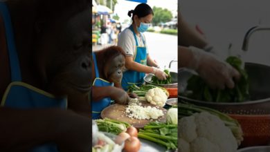 Jungle Chef on a Vegetable-Chopping Mission #explore #shortvideo Jungle Chef on a Vegetable-Chopping Mission #explore #shortvideo