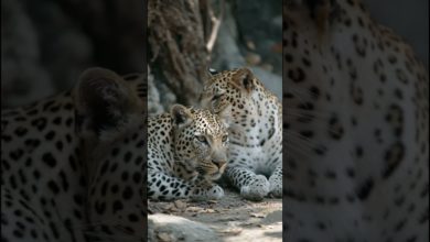 لحظات نادرة: زوج من النمور في الطبيعة – جمال لا يوصف لحظات نادرة: زوج من النمور في الطبيعة – جمال لا يوصف